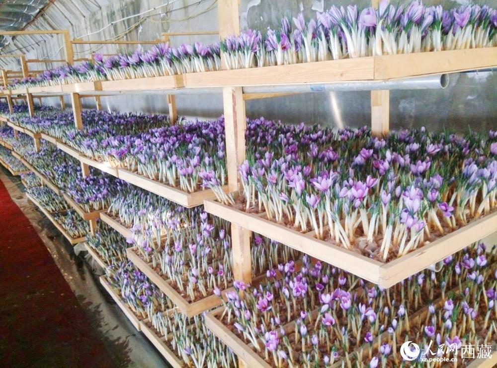 Saffron crocus ushers in a bumper crop in SW China's Tibet