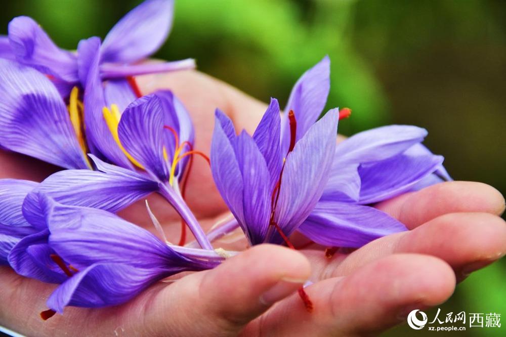 Saffron crocus ushers in a bumper crop in SW China's Tibet