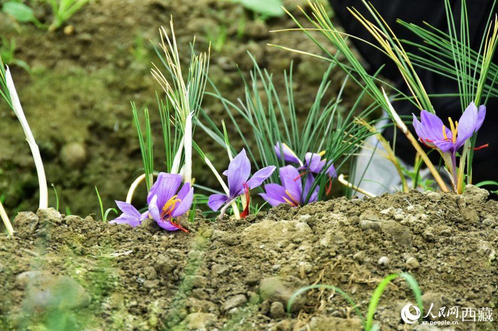 Saffron crocus ushers in a bumper crop in SW China's Tibet