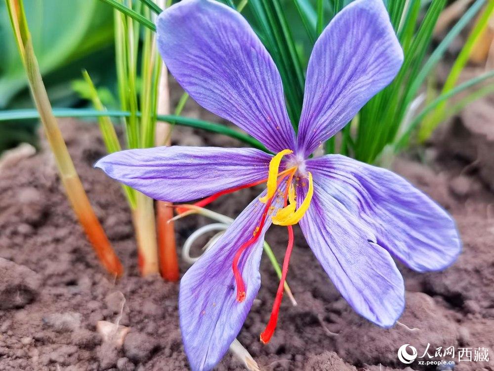 Saffron crocus ushers in a bumper crop in SW China's Tibet