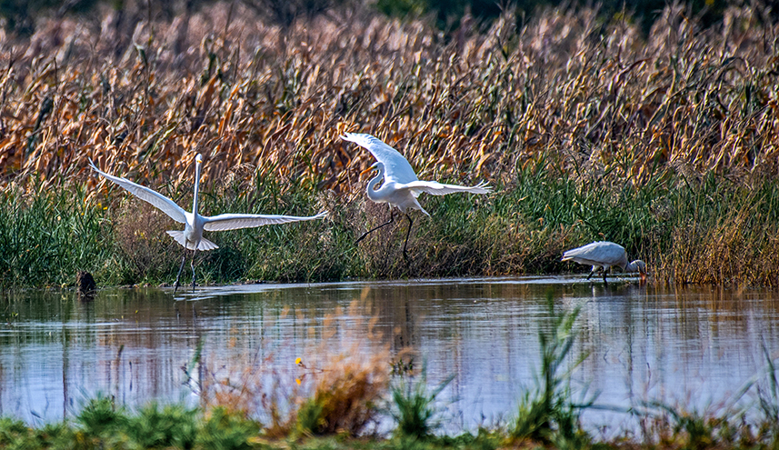 Wild birds overwinter in N China's Yuncheng Salt Lake