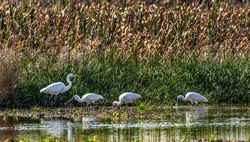 Wild birds overwinter in N China's Yuncheng Salt Lake