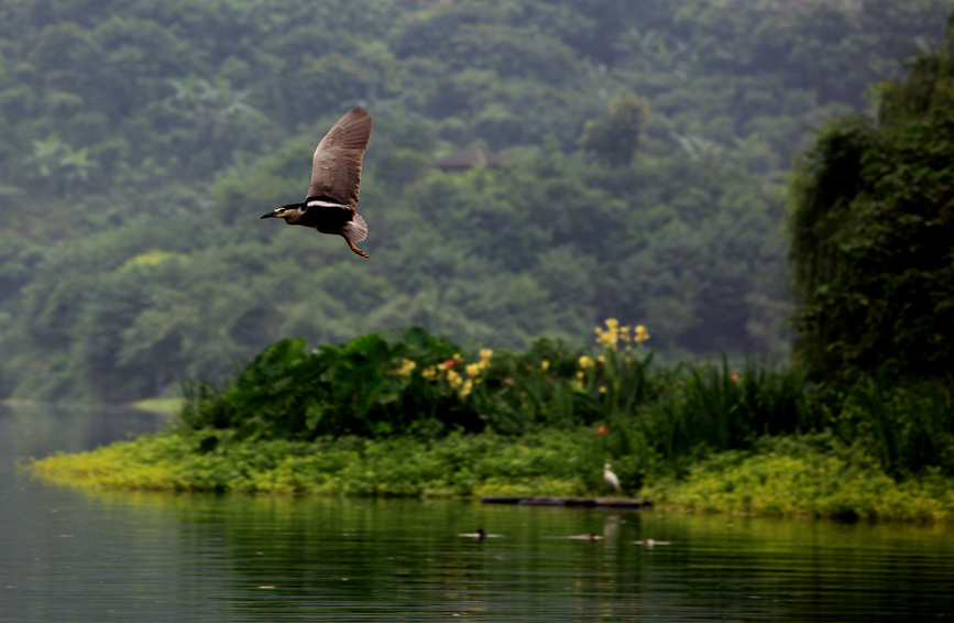 Rare and endangered wild species achieve restorative growth in SW China’s Chongqing