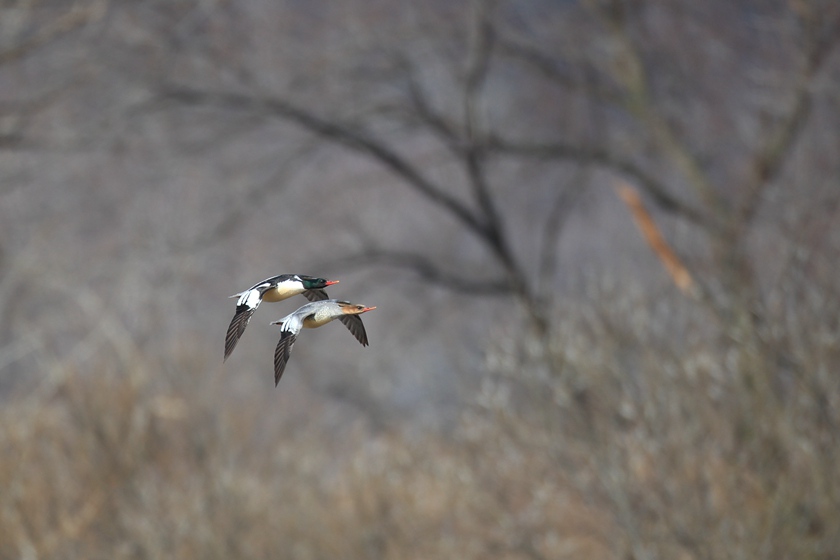 NE China's Jilin builds all-round protection system for endangered Chinese mergansers