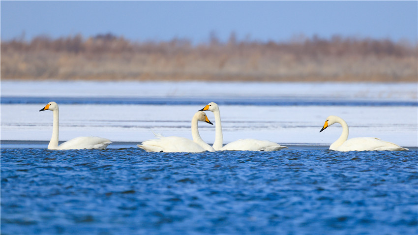 Swans bring renewed vitality to Bosten Lake in NW China’s Xinjiang