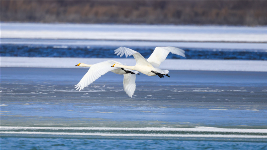 Swans bring renewed vitality to Bosten Lake in NW China’s Xinjiang