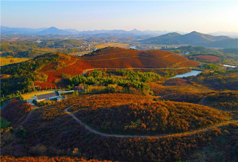 Rosy red blueberry leaves brighten up mountains in E China’s Anhui