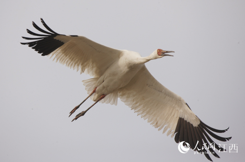 Over 700,000 migratory birds gather in Poyang Lake to overwinter