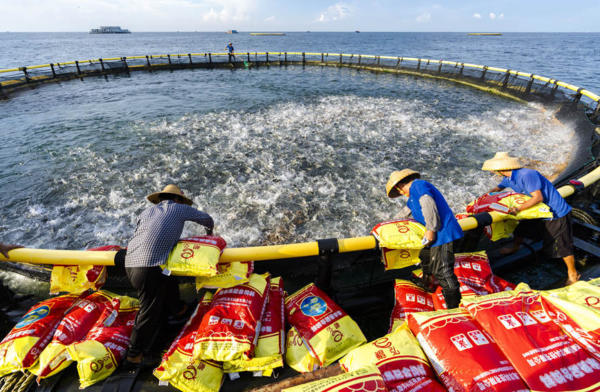 In pics: Bumper harvest of pompano in S China's Guangxi