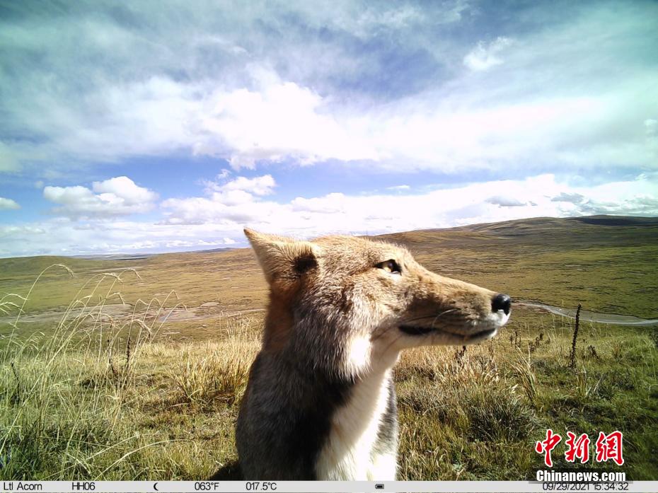 Snapshots of adorable wild animals in Sanjiangyuan National Park in NW China’s Qinghai