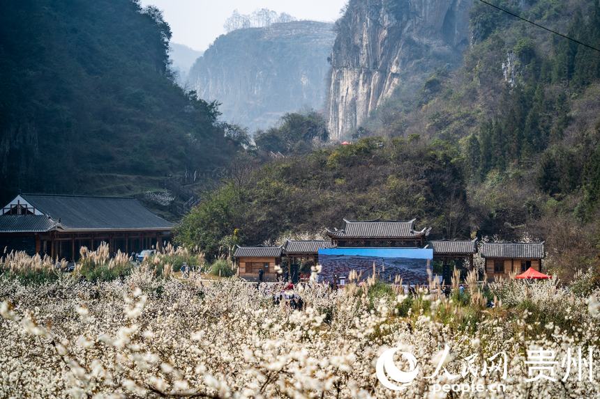 In pics: Cherry blossoms in full bloom as spring arrives in Guizhou