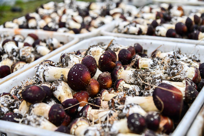Blooming Matsutake mushrooms usher in harvest season in S China's Guangxi