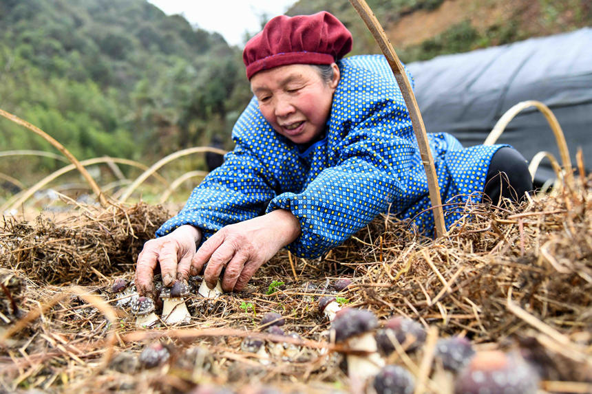 Blooming Matsutake mushrooms usher in harvest season in S China's Guangxi