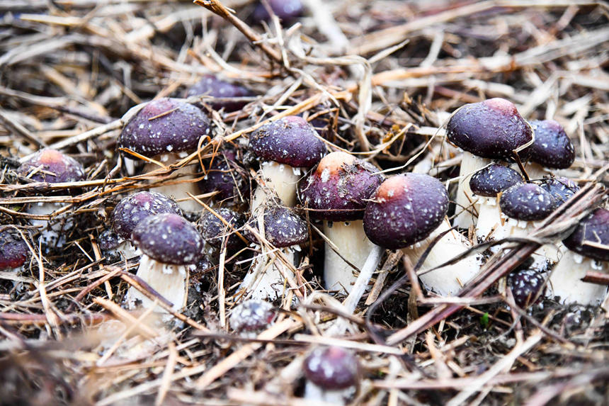 Blooming Matsutake mushrooms usher in harvest season in S China's Guangxi
