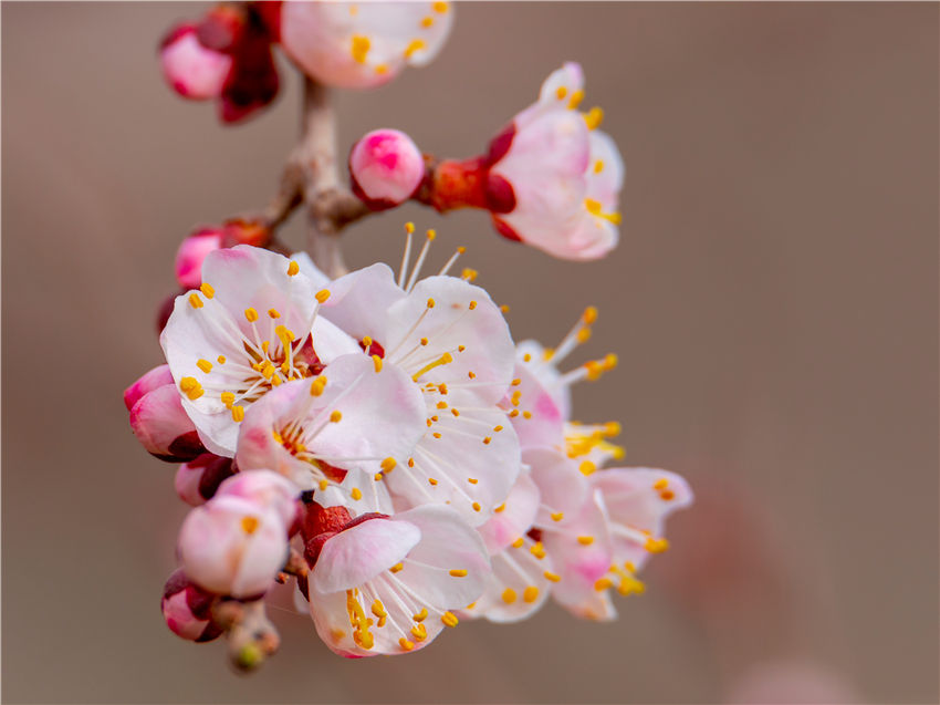 Xinjiang welcomes spring with apricot blossoms in full bloom