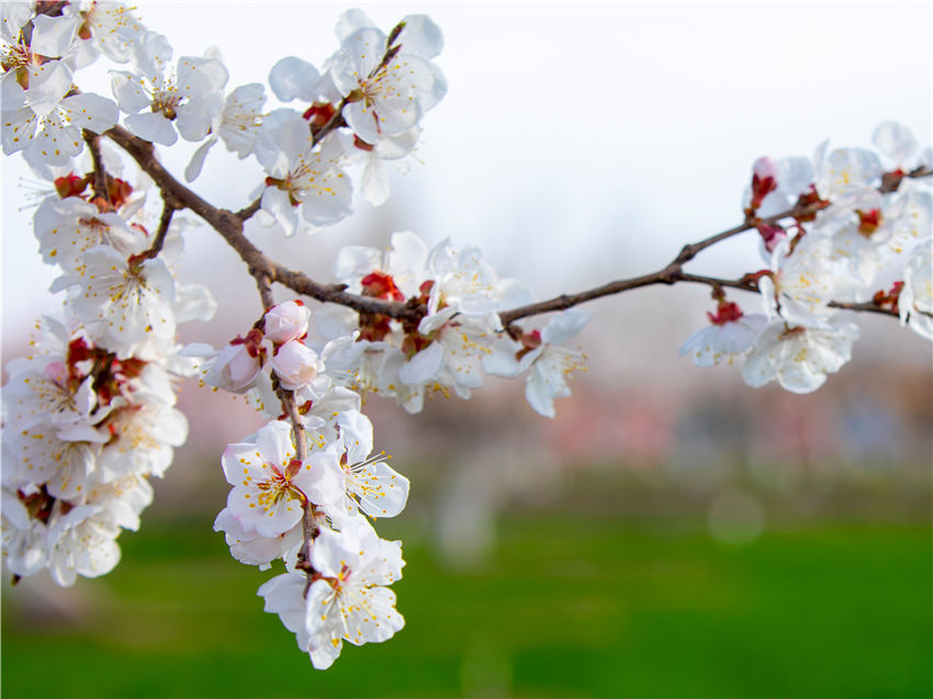 Xinjiang welcomes spring with apricot blossoms in full bloom