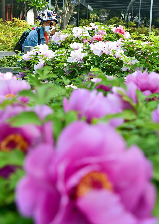 Blooming peonies at seasonal peak of spring blossoming in Luoyang