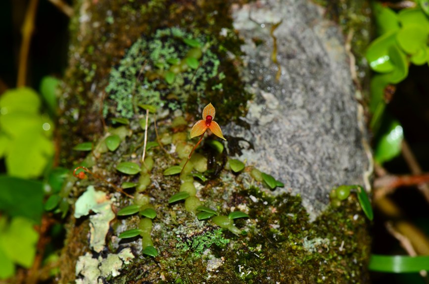 Two new orchid species discovered in S China’s Hainan Tropical Rainforest National Park