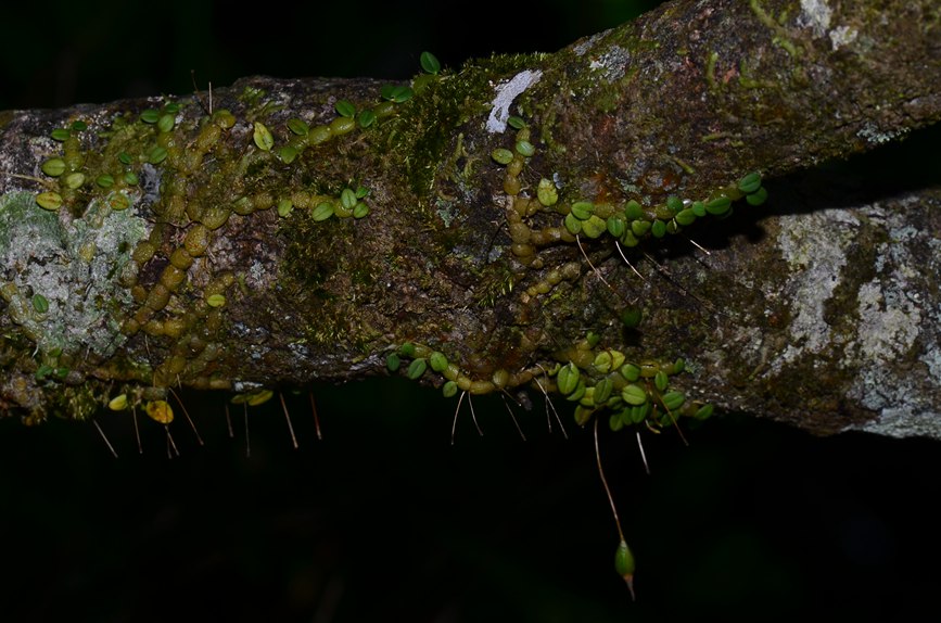 Two new orchid species discovered in S China’s Hainan Tropical Rainforest National Park
