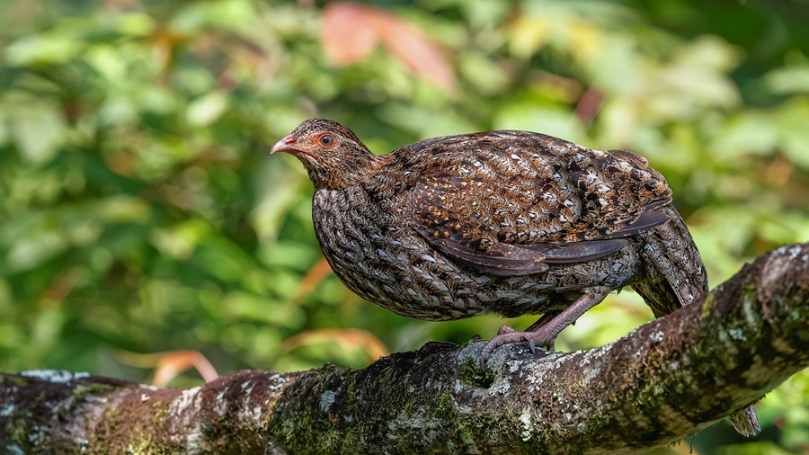 Changting county in China's Fujian becomes paradise for birds