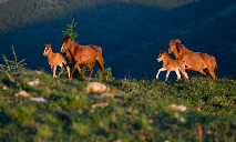 Scenery of grasslands in Bashang area of Fengning