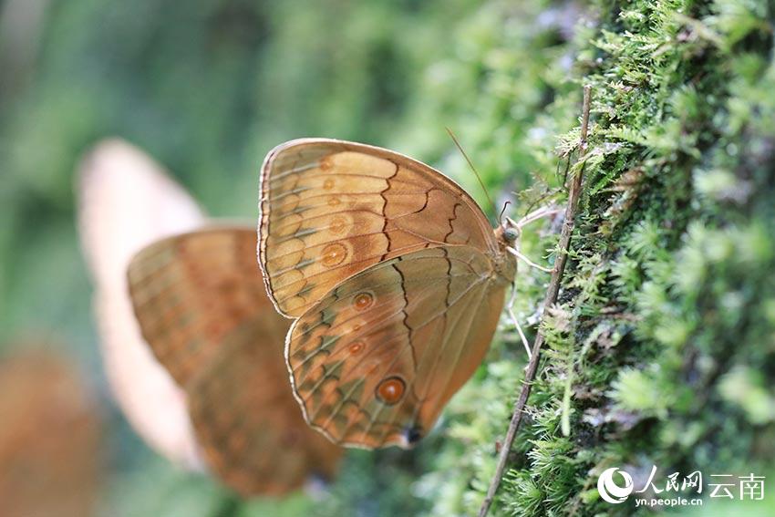 SW China’s Yunnan welcomes spectacular explosion of 100 million butterflies
