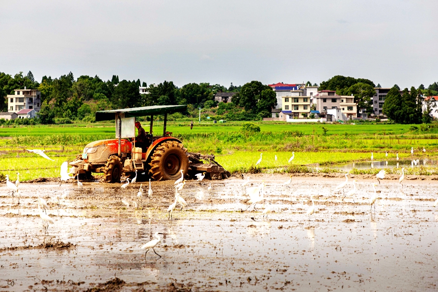 Flock of egrets seen forgaging in paddy fields in E China's Jiangxi