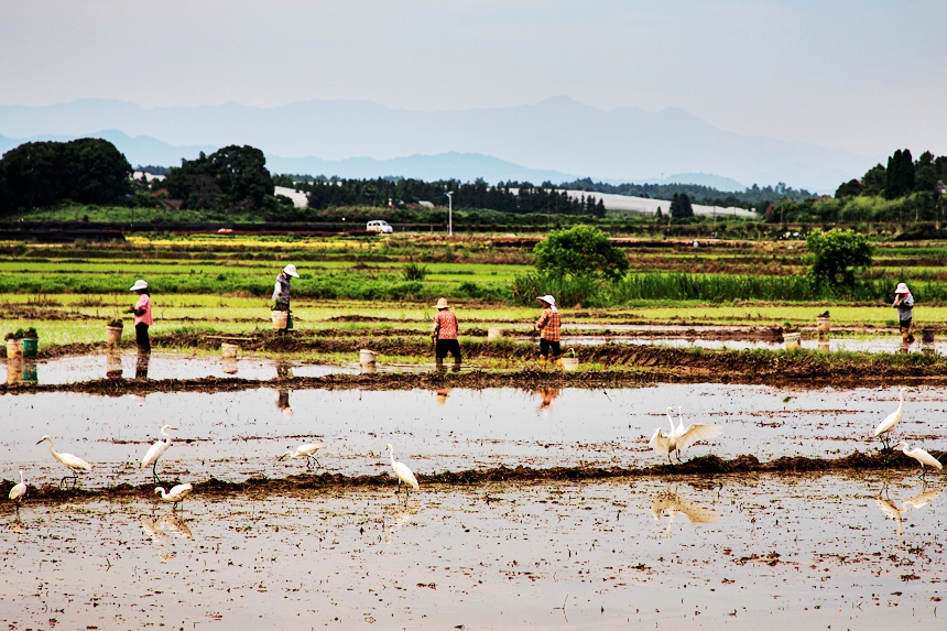 Flock of egrets seen forgaging in paddy fields in E China's Jiangxi