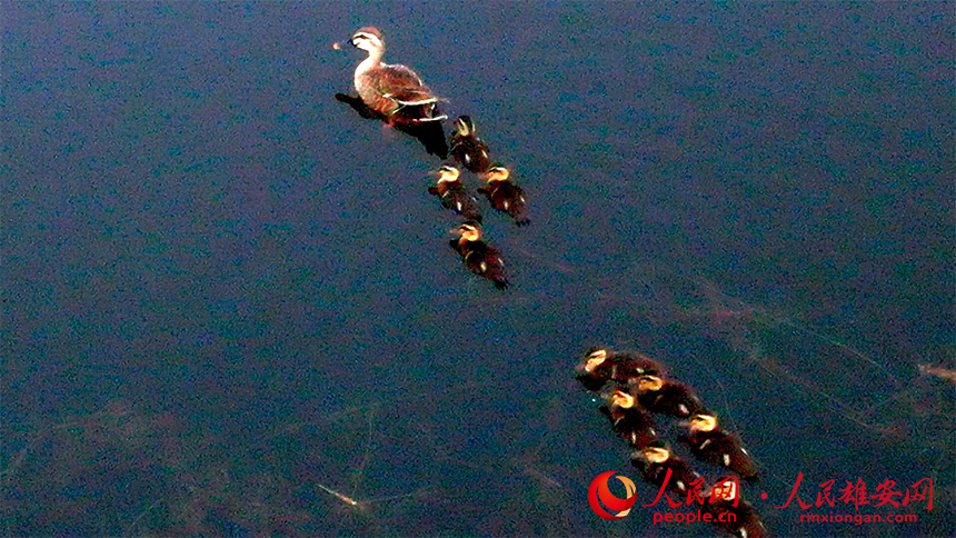 Migratory birds under state protection ‘settle’ in Xiong’an New Area