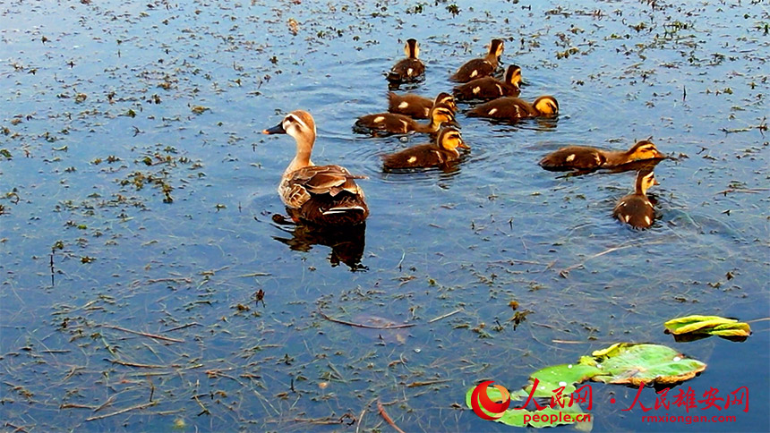 Migratory birds under state protection ‘settle’ in Xiong’an New Area