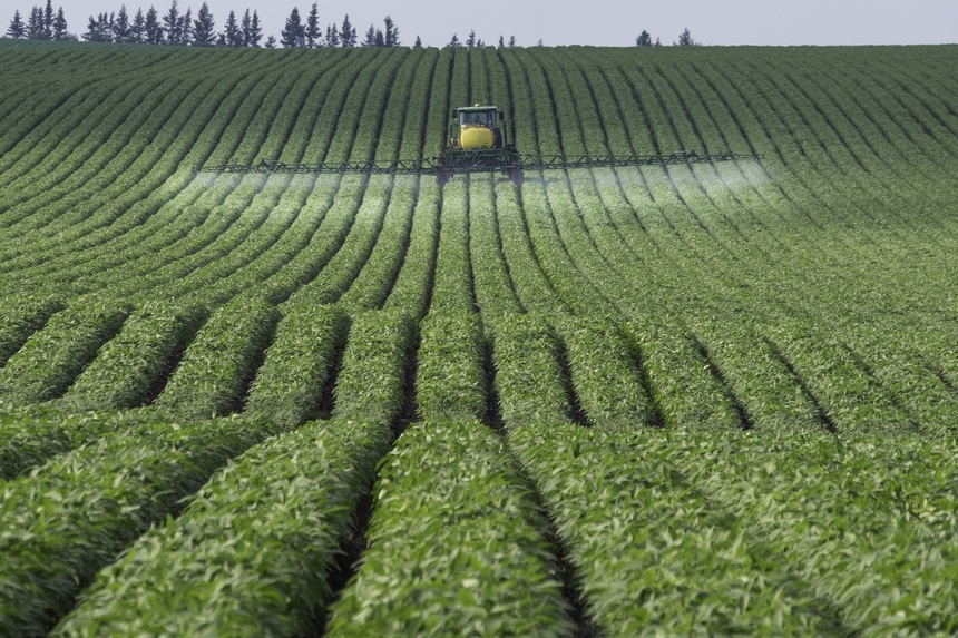 Beidahuang in NE China goes all out to manage crops in hopes of a bumper harvest