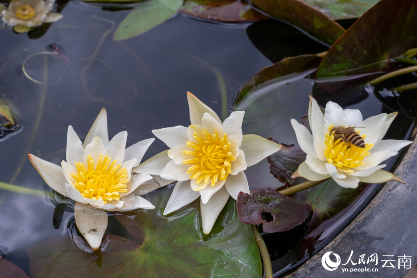Endangered pygmy water-lilies bloom in SW China’s Yunnan