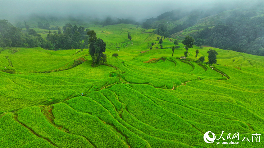 Thousand-year-old terraced fields appear like emeralds dotting mountains in SW China's Yunnan