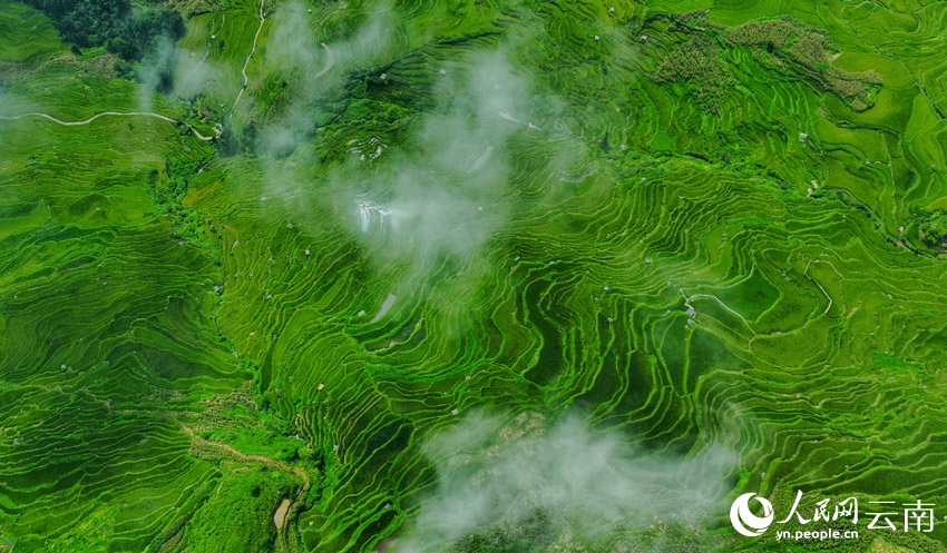 Thousand-year-old terraced fields appear like emeralds dotting mountains in SW China's Yunnan