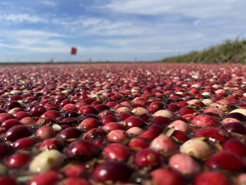 Largest cranberry planting base in China enters harvest season