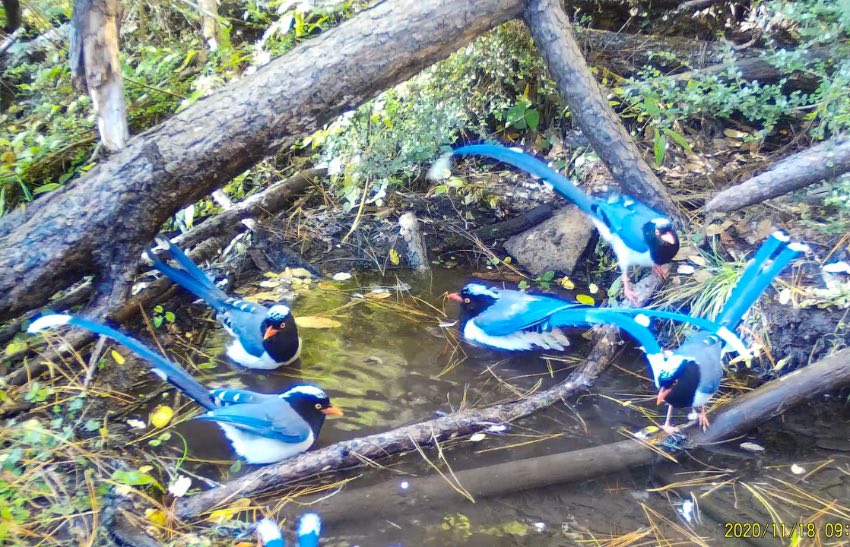 Muli county in SW China's Sichuan makes remarkable progress in wild animal protection