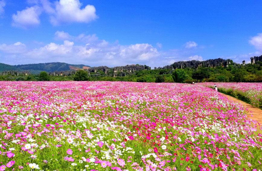 Tourists flock to see blooming garden cosmoses in stone forest of SW China's Yunnan