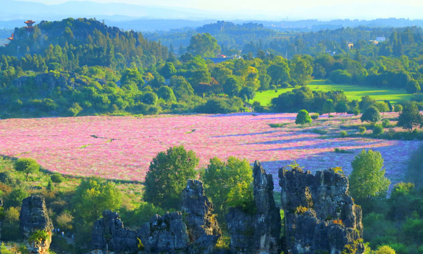 Tourists flock to see blooming garden cosmoses in stone forest of SW China's Yunnan