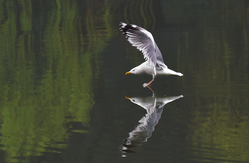 In pics: Migratory birds fly to West Lake to overwinter
