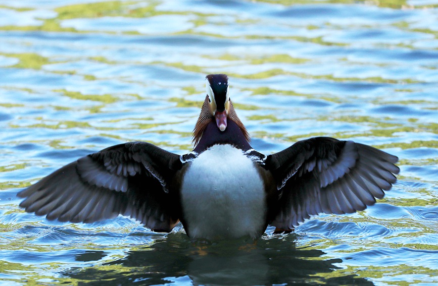In pics: Migratory birds fly to West Lake to overwinter