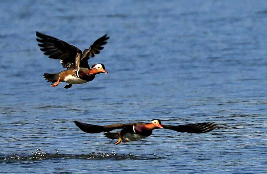 In pics: Migratory birds fly to West Lake to overwinter