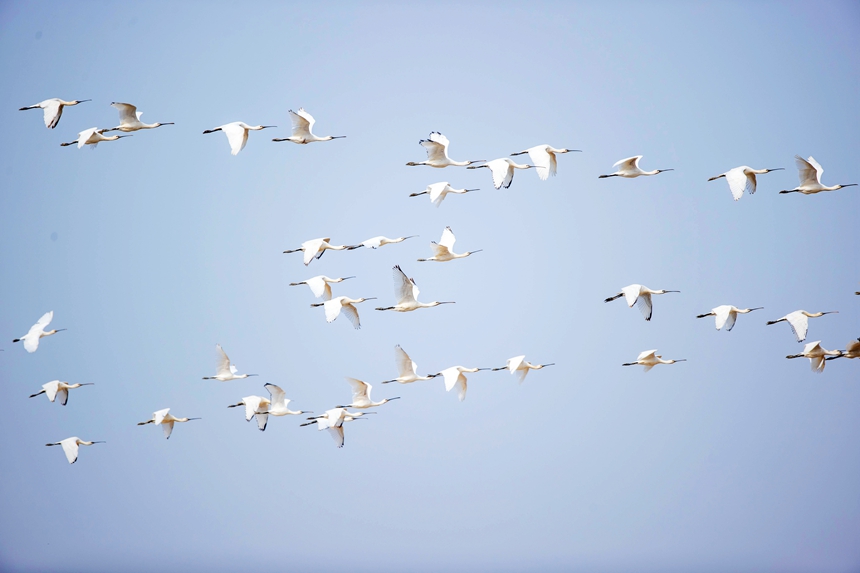 More than 10,000 migratory birds flock to Gongqingcheng, E China's Jiangxi
