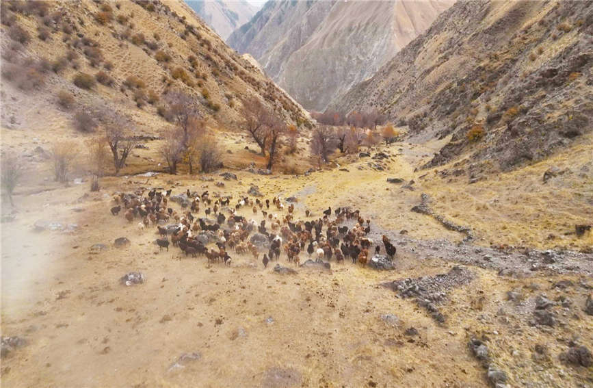 Herdspeople in China's Xinjiang move livestock to winter pastures