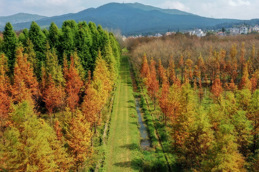 Colorful dawn redwood forest in SW China's Yunnan