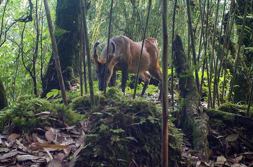 Silver pheasants, Indian muntjac seen in same footage in SW China’s Yunnan