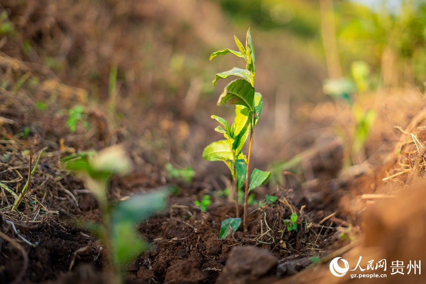 Pu’an county advances rural revitalization by planting white tea trees