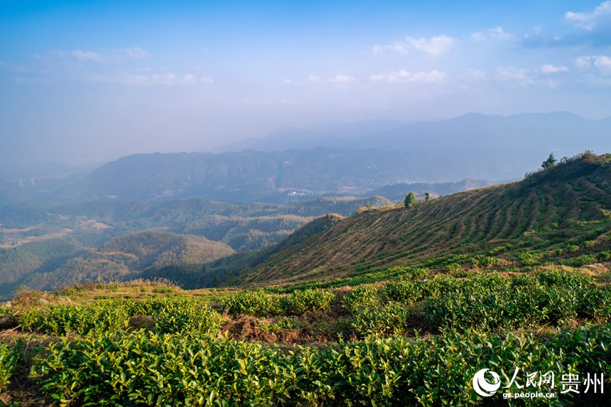 Pu’an county advances rural revitalization by planting white tea trees