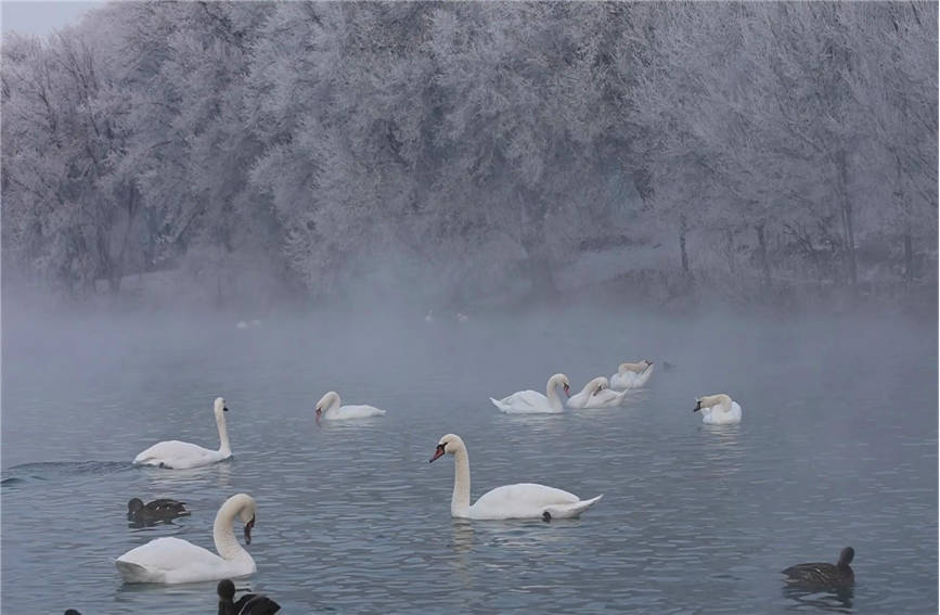 Swans add charm to wetland in NW China's Xinjiang