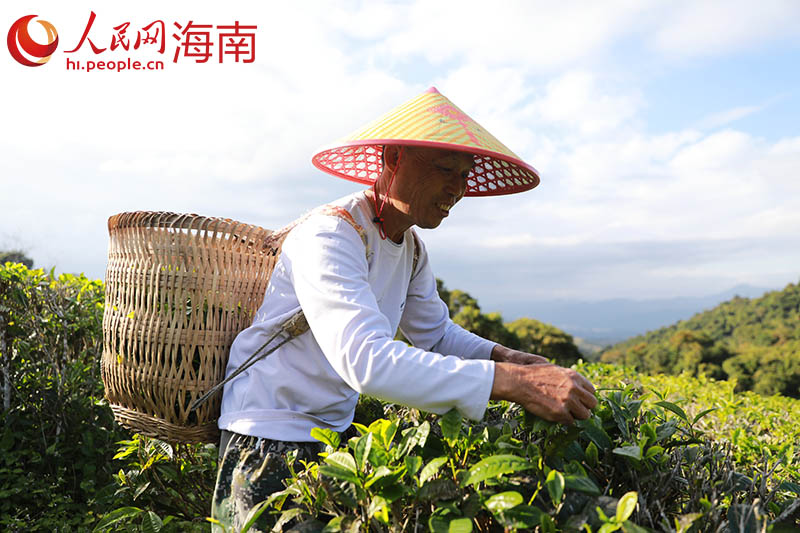 In pics: A glimpse of tea processing in China’s Hainan