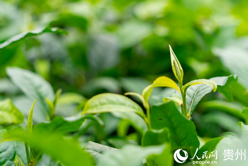 Tea harvesting kicks off in SW China’s Guizhou